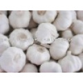 Sell 5.5cm garlic